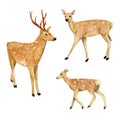 Watercolor hand drawn spotted deers family isolated on white background. Royalty Free Stock Photo