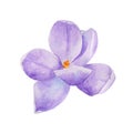 Watercolor hand drawn spring flower bud,  purple crocus saffron isolated on white background. Royalty Free Stock Photo