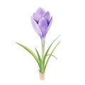 Watercolor hand drawn spring flower and leaves, purple crocus Royalty Free Stock Photo