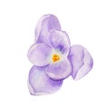 Watercolor hand drawn spring flower purple crocus saffron isolated on white background Royalty Free Stock Photo