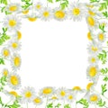 Watercolor hand drawn square frame with wild meadow flower chamomile isolated on white background.