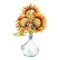 Watercolor hand drawn sunflowers in vase illustration. Composition of yellow flowers in blue glass jar for logo Royalty Free Stock Photo