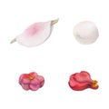 Watercolor hand drawn traditional Japanese sweets. Winter wagashi, mochi, hanabira, camellia. Isolated on white Royalty Free Stock Photo