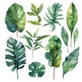 Watercolor hand drawn tropical plants branches leaves set. Vector drawing palm, fern, monstera leaves collection. Isolated painted Royalty Free Stock Photo