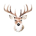 Watercolor hand drawn vector illustration head of deer with antler isolated on white Royalty Free Stock Photo