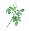 Watercolor hand drawn white wild rose flower bud with green leaves, natural plant branch leaf petal blossom. Elegant