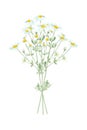 Watercolor hand drawn wild meadow chamomile flowers bouquet isolated on white background. Royalty Free Stock Photo
