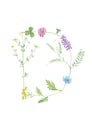 Watercolor hand drawn wild meadow flower alphabet collection. Letter D chamomile, cow vetch, clover, cornflower, tansy isolated