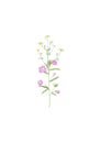 Watercolor hand drawn wild meadow flower alphabet collection. Letter I fireweed, chamomile isolated on white background.