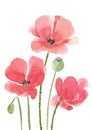 Watercolor hand drawn wild meadow red poppies flowers composition. Royalty Free Stock Photo