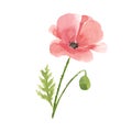 Watercolor hand drawn wild meadow red poppy flower. Summer floral design element Royalty Free Stock Photo