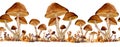 Watercolor hand drawn wild poisonous mushroom seamless horizontal border brown webcap fungi in fall autumn forest wood Royalty Free Stock Photo