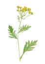 Watercolor hand drawn wild yellow meadow tansy tanacetum vulgare flower
