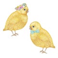 Watercolor hand drawn yellow chiken couple. Colorful easter bird on white background set. Cute holiday illustration with Royalty Free Stock Photo