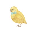 Watercolor hand drawn yellow chiken gentleman with bow. Colorful easter bird on white background. Cute illustration with