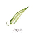 Watercolor hand drawngreen pepper. Isolated vegetable illustration on white background