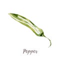 Watercolor hand drawngreen pepper. Isolated vegetable illustration on white background