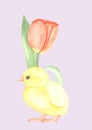 watercolor hand pained chicken with tulip