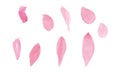 Watercolor hand-painted abstract spread pink colors stain illustration texture on white background