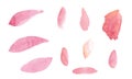 Watercolor handpainted abstract spread pink colors stain illustration texture on white background