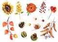 Watercolor autumn set of leaves, berries, flowers and nuts isolated on a white background
