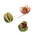 Watercolor beech nuts isolated on a white background