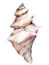 Watercolor hand painted big grey seashell with strips on white background Royalty Free Stock Photo