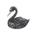 Watercolor hand painted black swan Royalty Free Stock Photo