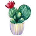 Watercolor hand painted blooming cactus in violet flower pot with yellow stripes. Isolated element on white background Royalty Free Stock Photo