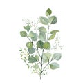 Watercolor hand painted bouquet eucalyptus and green plants. Frolar branches and leaves isolated on white background. Greenery il Royalty Free Stock Photo