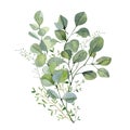 Watercolor hand painted bouquet silver dollar eucalyptus and green plants. Frolar branches and leaves isolated on white background
