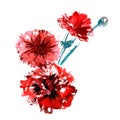 Watercolor hand painted carnations isolated