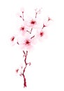 Watercolor hand painted cherry blossom branches