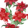 Watercolor hand painted Christmas seamless pattern with red poinsettia flower and green leaves Royalty Free Stock Photo