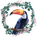 Watercolor hand painted colorful realistic illustration of toucan bird sitting on a branch inside eucalyptus wreath