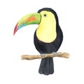 Watercolor colorful tropical toucan