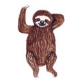 Watercolor hand painted cute sloth hanging on the tree. Cartoon little baby animal illustration in lazy style. Royalty Free Stock Photo