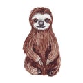 Watercolor hand painted cute sloth hanging on the tree. Cartoon little baby animal illustration in lazy style. Royalty Free Stock Photo