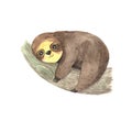 Watercolor hand painted cute sloth Royalty Free Stock Photo