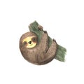 Watercolor hand painted cute sloth Royalty Free Stock Photo