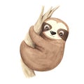 Watercolor hand painted cute sloth Royalty Free Stock Photo