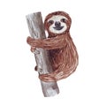 Watercolor hand painted cute sloth hanging on the tree. Cartoon little baby animal illustration in lazy style. Royalty Free Stock Photo