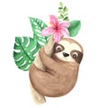 Watercolor hand painted cute sloth hanging on the tree Royalty Free Stock Photo