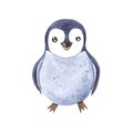 Watercolor hand painted cute winter penguin Royalty Free Stock Photo