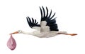 Watercolor Hand Painted Flying White Stork With Girl Baby. Hand Painted Ciconia Bird Illustration Isolated On White Background.