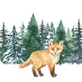 Watercolor hand painted fox in winter forest. Christmas background with little cute wild animal