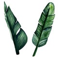 2 Watercolor hand painted green leaves of banana tree. Isolated elements on white background. Royalty Free Stock Photo