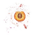 Watercolor hand painted half apricot with smudges and splashes of juice. Fresh ripe fruit illustration