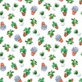 Watercolor hand painted house green plants in flower pots. Seamless pattern of floral elements on white background Royalty Free Stock Photo