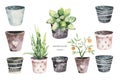 Watercolor hand painted house potted houseplant. green plants in flower pots. Set of floral elements isolated on white. Decorative Royalty Free Stock Photo